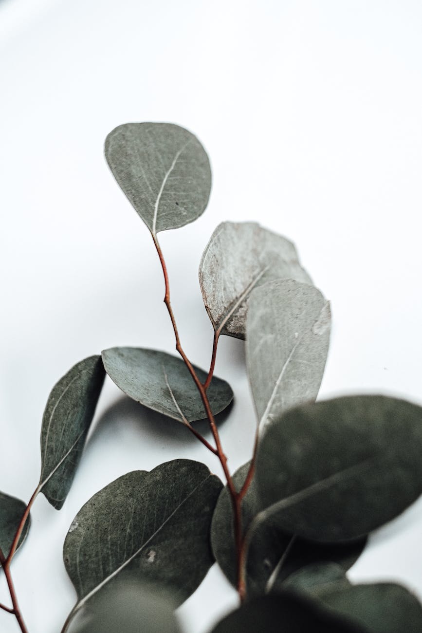 3 Reasons Why I Love Eucalyptus & Why You Should Too - Loc'd 4 Leisure